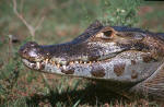 Caiman
