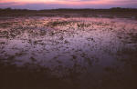 Pantanal 
			Sunset