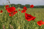 Poppies
