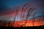 Bucklebury sunset
